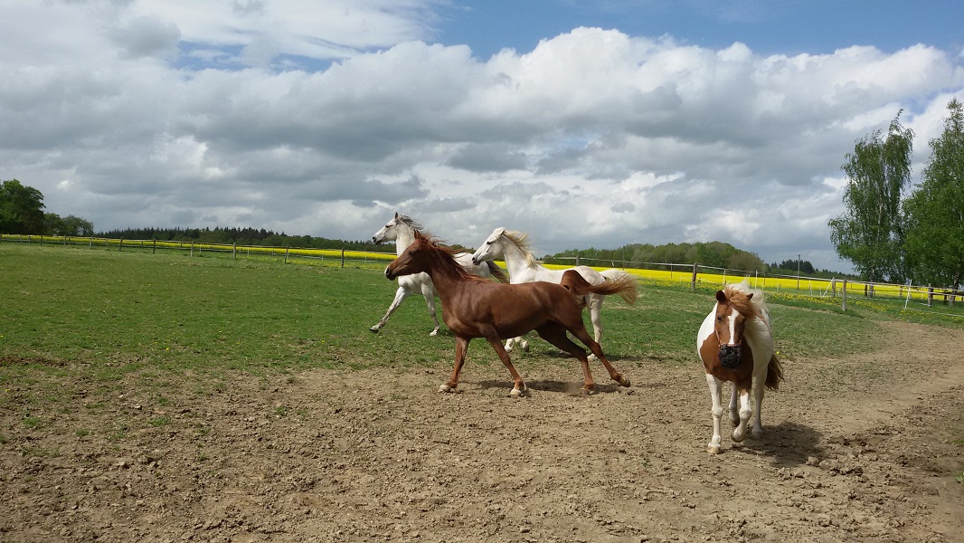 Pferde auf der Weide
